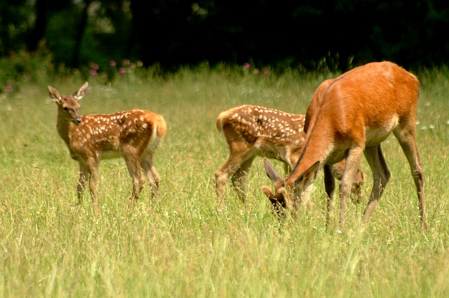 PASSIONE PER IL CERVO